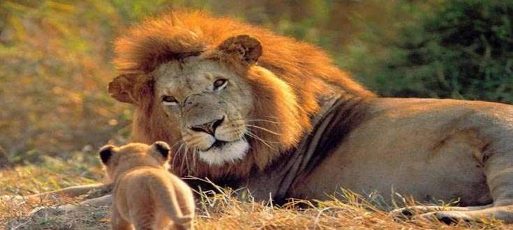 Lion and Rann of Kutch tour